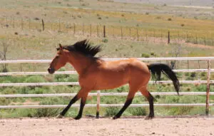 A horse is running in the dirt near a fence.