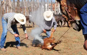 Two men in cowboy hats and white shirts are tying a cow down.