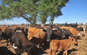 A herd of cattle standing next to each other under a tree.