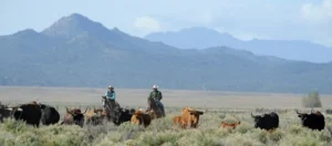 Two people on horseback herding cattle in a field.