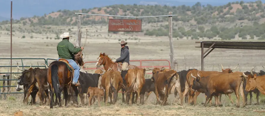 A group of people herding cattle in the desert.